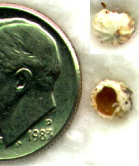 dime and mystery egg